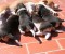 Mom Beagle & Puppies