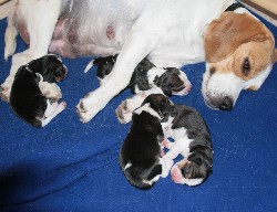 Cuccioli di Beagle con la Mamma
