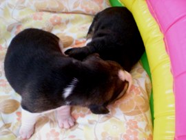 cuccioli-di-beagle-1