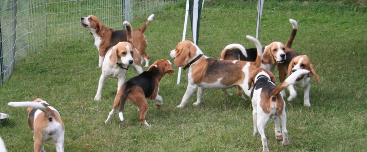 YouBeagle.com il mondo del Beagle