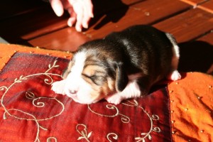 cucciolo-di-beagle