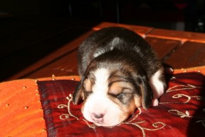 beagle-cuccioli-2009