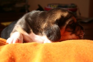 beagle-cucciolo
