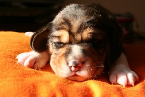 Cuccioli-beagle-1