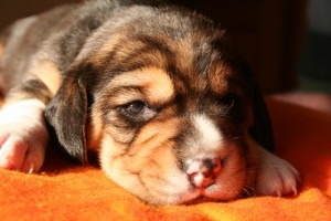 beagle-cuccioli