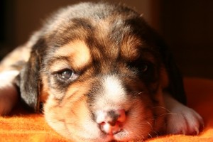 cuccioli-beagle