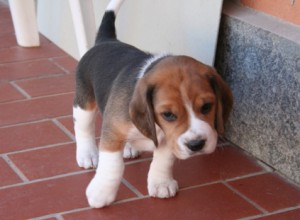 cuccioli-beagle-a-spasso-1