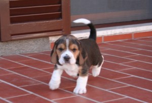 cuccioli-beagle-a-spasso