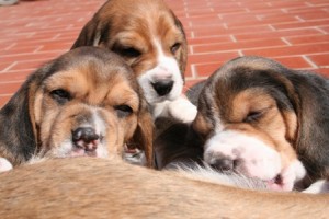 cuccioli-beagle-prendono-il-latte-2