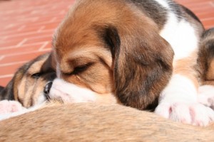 cuccioli-beagle-prendono-il-latte