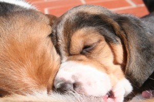 cuccioli-beagle-prendono-il-latte-4