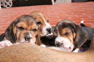 cuccioli-beagle-prendono-il-latte-5