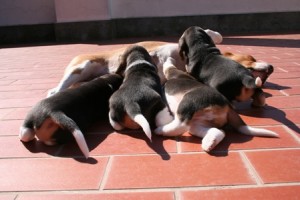 cuccioli-e-mamma-beagle-2