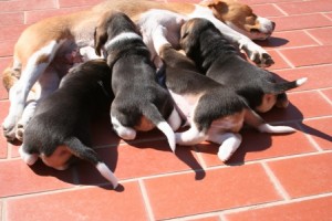 cuccioli-e-mamma-beagle