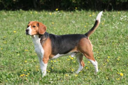 nemo-il-papà-beagle