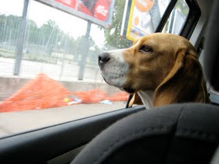 beagle in macchina