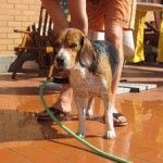nemo bagno