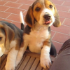 Un cucciolo per Natale? Pensateci bene: un cane è per sempre!