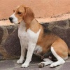 Nina la Mamma Beagle