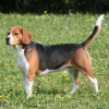 Nemo il Papà Beagle detto anche il Marchese del Beagle
