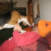 Shhh, c’è un beagle che dorme