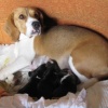 Mamma Beagle