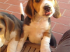 Un cucciolo per Natale? Pensateci bene: un cane è per sempre!