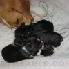 Nuova Cucciolata di Beagle