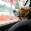 Soccorso stradale: una legge a favore degli animali