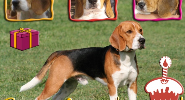 Quattro Beagle compiono 1 anno: AUGURI a Magellano, Ciccio Tom, Packo e Sissy