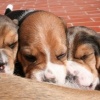 L’ora della pappa. I cuccioli Beagle prendono il latte