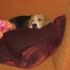 Quando il beagle si vede dal mattino