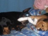 Sissy la principessa beagle, cresce…