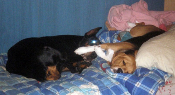 Sissy la principessa beagle, cresce…