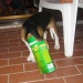 Un beagle molto goloso…