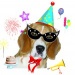 Beagle’s Birthday: buon compleanno NINA!