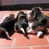 Cuccioli Beagle in pausa pranzo