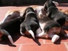Cuccioli Beagle in pausa pranzo