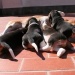 Cuccioli Beagle in pausa pranzo