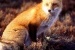 La rabbia silvestre ricompare in Italia