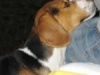 Il beagle e la cioccolata
