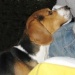 Il beagle e la cioccolata