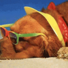 Nascono le spiaggie Animal Friendly