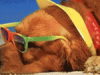 Nascono le spiaggie Animal Friendly