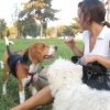 I tre beagle fanno amicizia