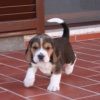 Cuccioli Beagle a spasso