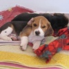 Shhh, silenzio si dorme…