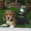 Due piccoli beagle trovano casa