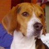 Beagle e Spese Veterinarie: aumentano le detrazioni