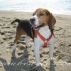 5 anni da Beagle!!! Buon Compleanno Nemo